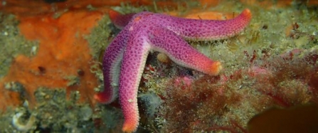 Vibrant marine life surveyed on Manacles Reef