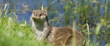 Help save Cornwall’s wild wetlands