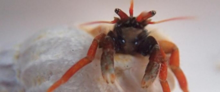 Rare hermit crab rediscovered