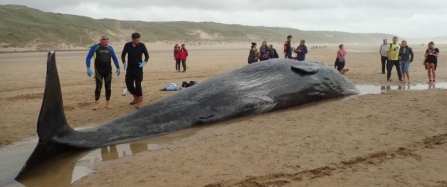 Sperm Whale Stranded on Cornish Beach
