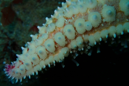 National Marine Week is a real Rocky Horror Show