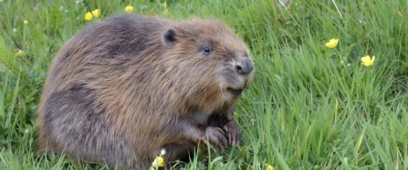 What would you name Cornwall’s beavers?