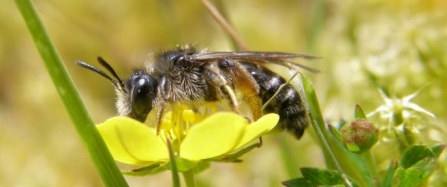 The Wild Cornish Bee Walk