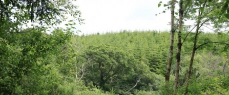 New Tree Canopy Development works with Wildlife Trust to Bring Guests Closer to Nature