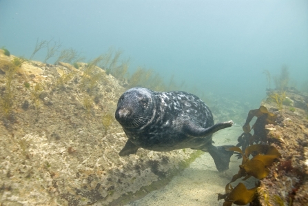 Grey seal by Paul Naylor