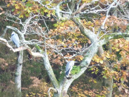 My camera lens zooms in on some herons in the trees on the other side of the estuary.