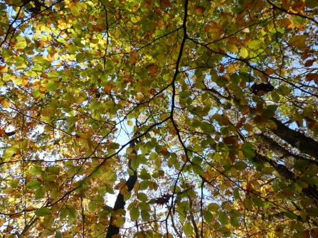 Sunlight through autumnal beech leaves in Kilminorth Woods