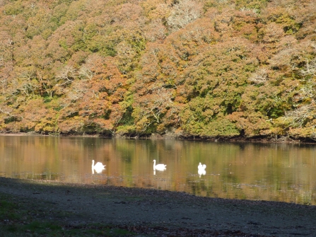 View across to Trenant Woods: sun, shade and swans.