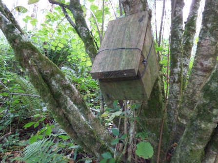 A dormouse box in hazel that was coppiced in the past and has regrown as a multi-stemmed tree.