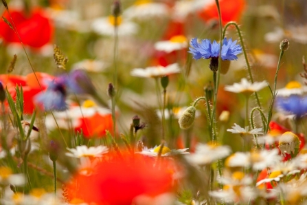 Wild Poppies