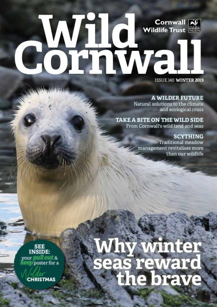 Wild Cornwall - Issue 140 - Winter 2019