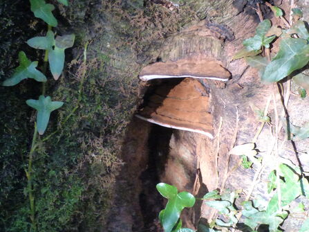 kilminorth looe fungus produces applanatum