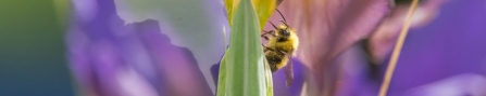 Bee