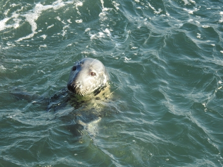 Grey seal by Claire Lewis