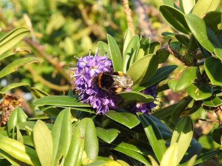 buff-tailed bumbleblee