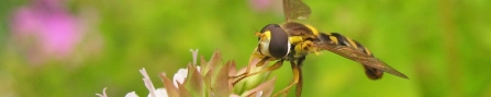 Hoverfly