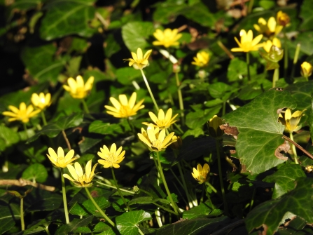 Lesser celandine by Claire Lewis