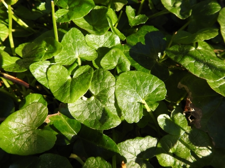 Lesser celandine leaves by Claire Lewis