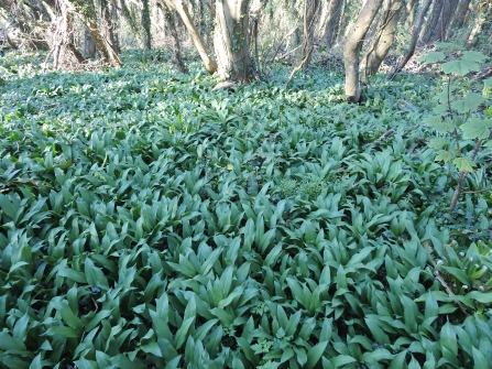 Ramson leaves