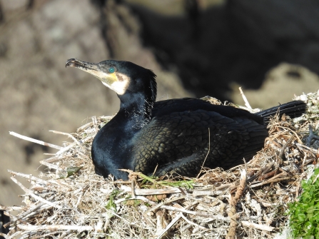 Cormarant nest by Claire Lewis