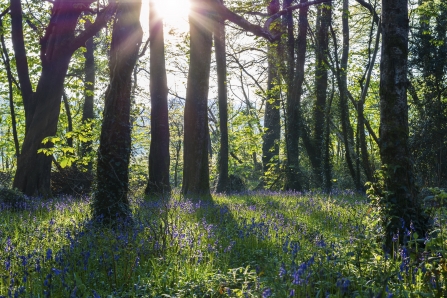 Bluebells & long tree shadows