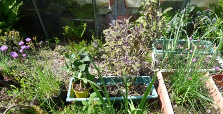Pot of herbs