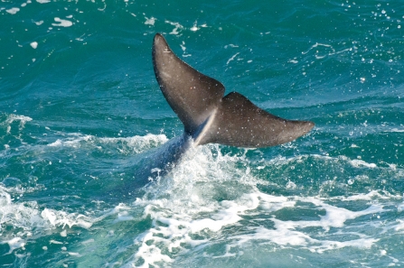 Cornish bottlenose tail fluke by Dan Murphy