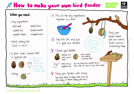 How to make a bird feeder