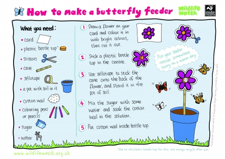 Make a butterfly feeder