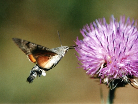 Hummingbird hawkmoth