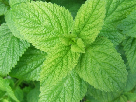 Lemon balm herb