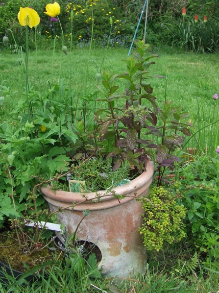 Pot of herbs