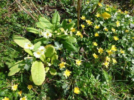 Primroses and celandines in a wild area behind the pond