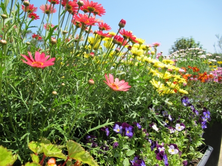 an array of colour at playing place