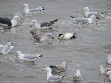 Eric the Eider making friends with gulls © Claire Lewis