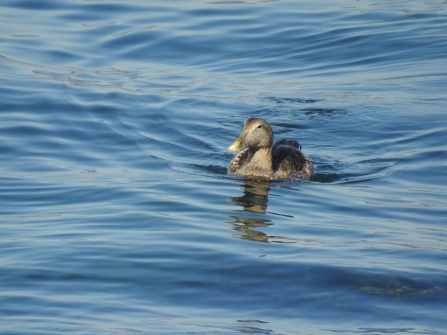 Eider duck © Claire Lewis