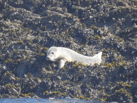 Hauled out young seal © Claire Lewis