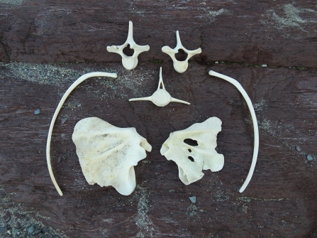 Bones found on east beach © Claire Lewis