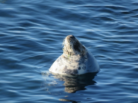 Duchess my favourite Grey Seal © Claire Lewis