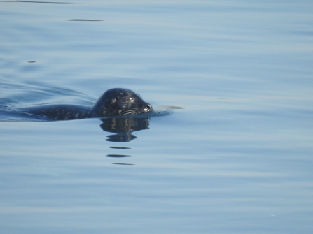 Serena Lowena the common seal © Claire Lewis