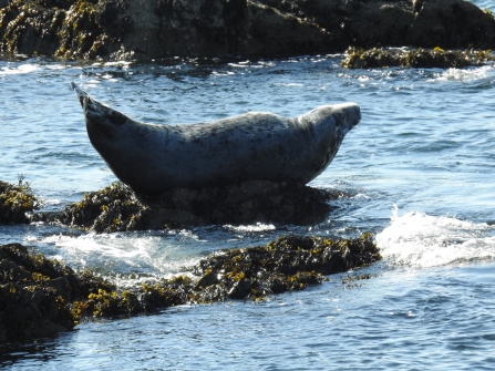 Banana pose seal © Claire Lewis