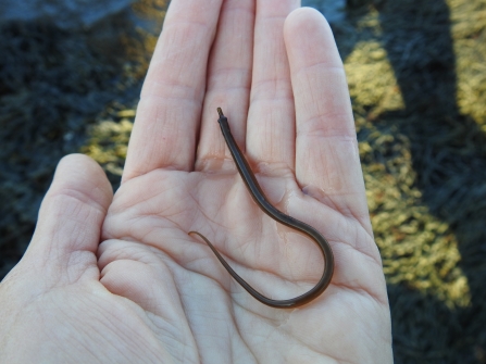 Worm pipefish © Claire Lewis