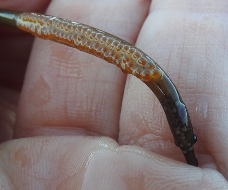 Male worm pipefish with eggs © Claire Lewis