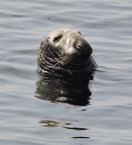 Boomerang the seal - Sue Sayer of Cornwall Seal Group Research Trust