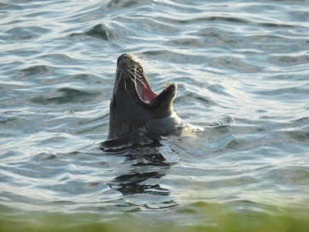 Grey Seal Yawning © Claire Lewis