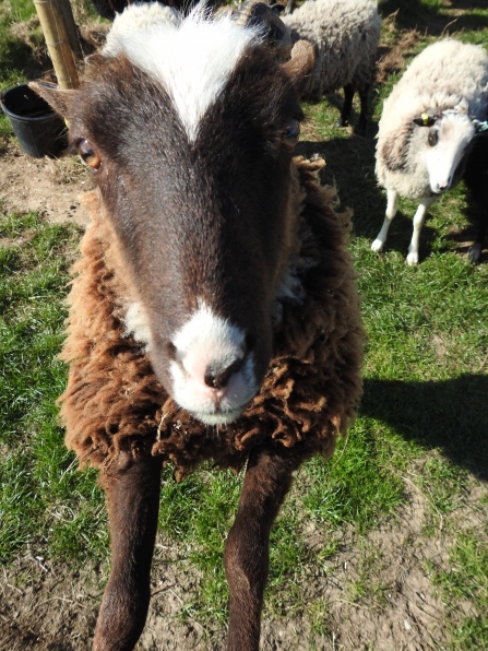 Toffee the Shetland sheep saying hello
