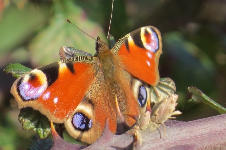 Peacock butterfly on brambles © Claire Lewis