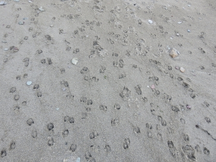 Sheep tracks on beach © Claire Lewis