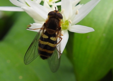 Hoverfly on wild garlic © Claire Lewis