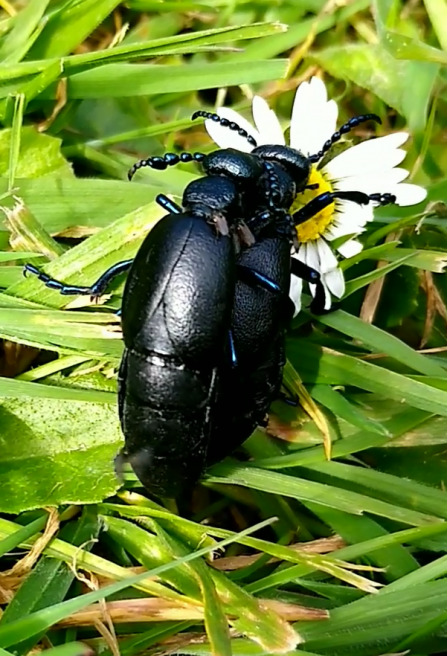 Mating oil beetles on daisy (still from a video) © Claire Lewis